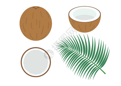 椰子棕榈在白色背景上分离的一组新鲜椰子的矢量图解热带饮食插图食物情调营养水果绘画异国草图设计图片