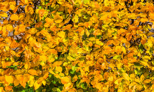 用秋天的颜色对冲树叶季节性自然背景模式背景图片