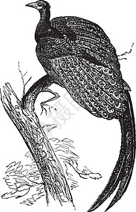 雉鸡样或野鸡 ol 的大野鸡常见种艺术品尾巴艺术打印雕刻翅膀白色插图古董孔雀插画