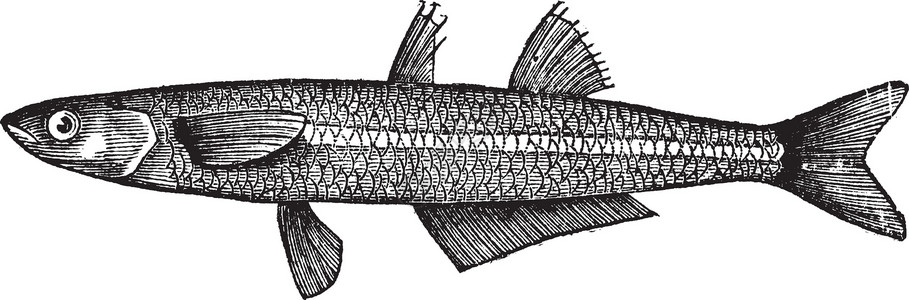 第聂伯或大型沙冶鱼插图音符古董热带蛛科河口艺术品冶炼雕刻打印插画