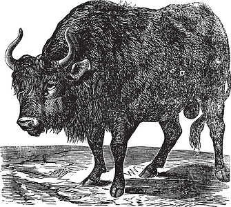 杜兰戈美国野牛或美国水牛 古代雕刻外套蚀刻山脉平原野生动物艺术品玻璃地古董插图毛皮插画