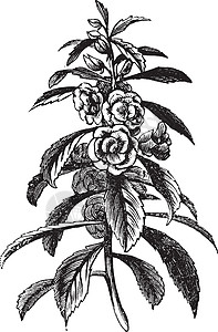 镇江香醋Balsam 园园古代雕刻玫瑰香脂花瓣艺术植物树叶花园插图植物学皮肤插画