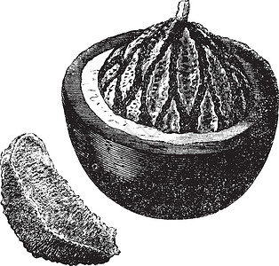 毛壳藻巴西坚果或水果 古代雕刻藻科植物打印古董艺术小行星插图植物科蚀刻食物插画