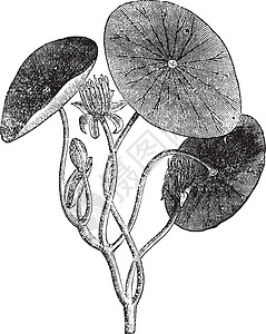Brasenia 水生 植物 叶子 古代雕刻草图插图植物群被子树叶古董蚀刻水板植物科木贼插画