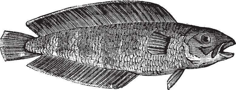 伊尔库斯克库斯克或布鲁斯米兄弟 海洋 鱼类 古典雕刻养殖动物群水产草图艺术硬骨插图古董粗口艺术品插画