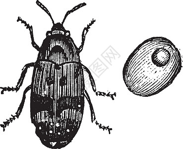 猪瘟象鼻虫或甲虫复古雕刻害虫生物学农作物昆虫插图天线叶子鞘翅目昆虫学瓢虫插画