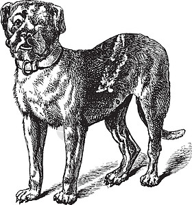 狗波尔多Dogue 或或波尔多獒犬或法国獒犬犬类运输打印警卫哺乳动物狗窝脊椎动物动物古董雕刻插画