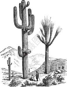 卡内瓦萨瓜罗或卡内基亚千金艺术沙漠打印脊柱绘画植物学古董跨度水果荒野插画