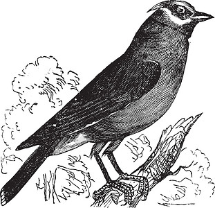 杜松或葡萄老旧雕刻脊椎动物古董羽毛动物大道动物学动物群太平鸟艺术品翅膀设计图片
