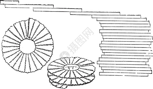 迈科中心插图 古代刻字插图古董中心硅藻殖民地艺术白话生物绘画生物学单细胞插画