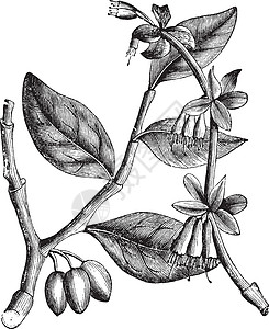 百里或黄色古董植物学艺术品沼泽灌木艺术皮革植物群白色插画