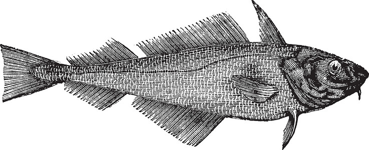 黑线鳕Haddock 或离岸哈克或梅兰马斯动物群雕刻海洋艺术品脊椎动物海鲜食物威胁艺术黑色素插画