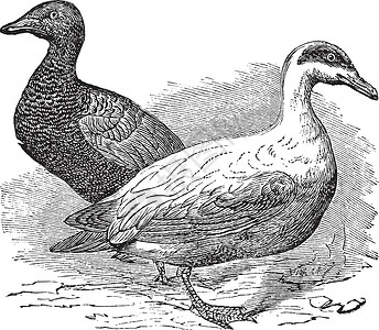 久站久坐普通羽绒或母鸡野生动物动物雕刻艺术品艺术荒野鸭子绘画古董插画