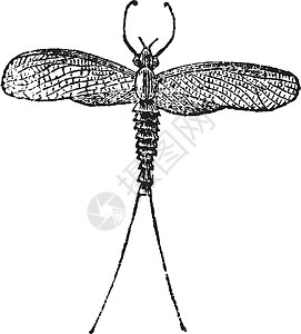 厄运Mayfly 或 Dayfly 或 Shadfly 或或 Lake Fly 或 Fis昆虫学绘画古董蜉蝣动物翅膀蜉蝣目艺术艺术品插画