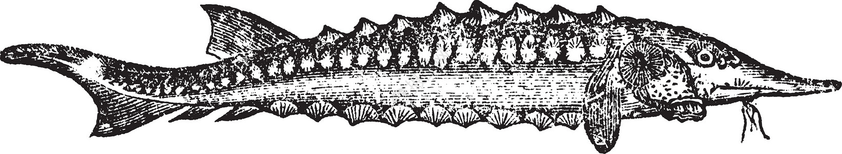 Sterlet 或刻印的老式插图蚀刻艺术古董雕刻鲟鱼鱼胶鲟科脊椎动物食物动物学背景图片