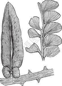 洛里斯纽罗多底里斯和阿迪亚特人 古代雕刻蕨类古董盆纪白色植物群植物艺术艺术品种子植物学插画