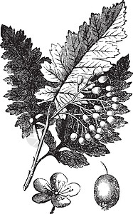 美国无籽青提白灰或弗拉克西努斯 美国古代雕刻植物艺术古董植物学农业水曲柳草图打印蚀刻绘画插画