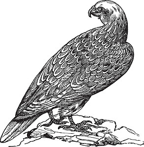 Gyrfalcon 或挪威法尔科古老雕刻动物学绘画生物学土拨鼠动物脊椎动物羽毛荒野隼形目插图插画