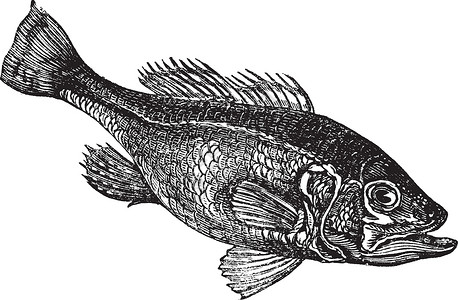 米鱼大口大嘴低音米克罗密特地沙摩底或宽嘴低音大口绘画大嘴海鲜艺术品鲑鱼古董蚀刻雕刻嘴巴插画