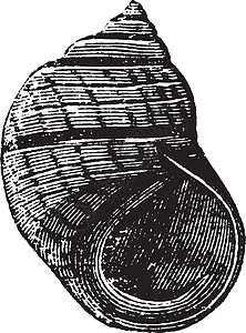 Littorina 压缩或古典雕刻沟槽蚀刻草图石灰岩艺术白色蜗牛古董黑线插图插画