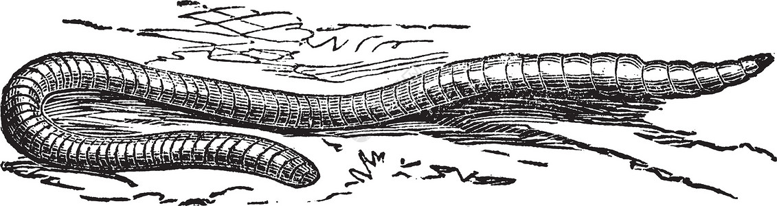 Lumbricus 野外或普通地虫古老雕刻寡毛纲植物动物蚀刻野生动物动物群绘画同体荒野艺术背景图片