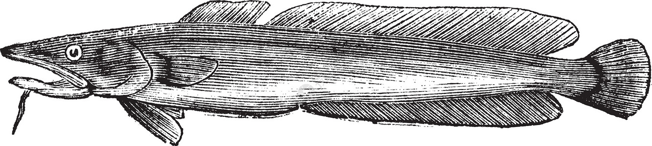 莲科草本植物常用林或莫瓦摩尔瓦古老雕刻蚀刻插图古董海鲜动物艺术品生物学草图美味荒野插画