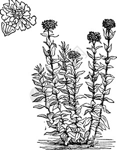 耶路撒冷交叉花朵或莱希尼斯查尔塞多尼卡植物群艺术树叶蚀刻硅烷古董玉髓绘画石竹目燃烧背景图片