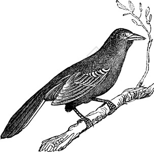 模仿者Mockingbird米穆斯多球 古代雕刻插图动物群羽毛古董野生动物艺术语种艺术品蚀刻动物插画