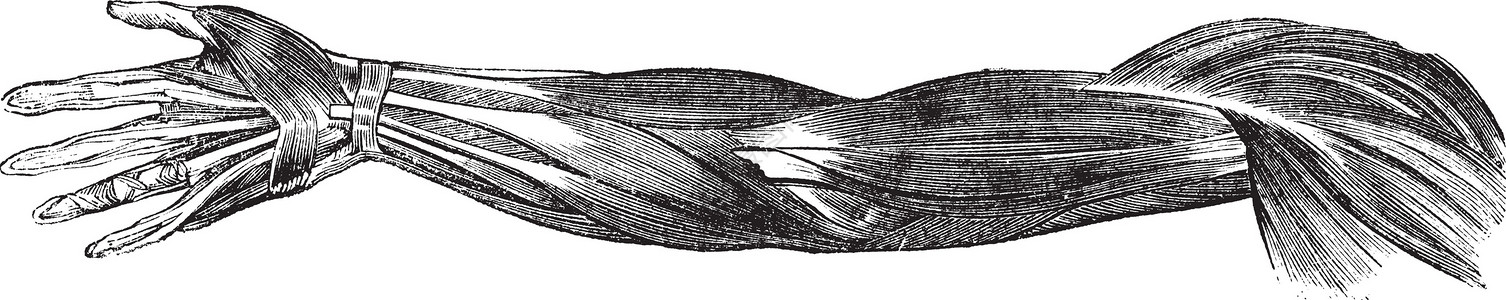 原只鸡人类手臂和的肌肉和肌腱雕刻绘画身体纤维蚀刻前臂手指手腕插图弯头解剖学插画