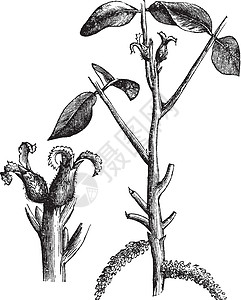核心肌群Walnut或古代刻成的插图花园绘画雕刻艺术品树叶药品核心园艺艺术叶子插画