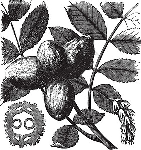 核心肌群Walnut或古代刻成的插图植物药品核心坚果核桃绘画小吃艺术品植物群艺术插画