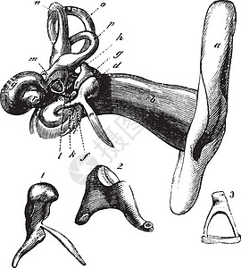 膜的人类耳腔解剖 古代雕刻插画