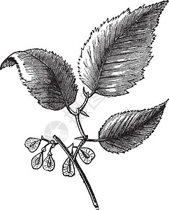 植物病滑榆树或榆树上艺术绿色插图静脉生态蚀刻白色植物生长古董插画