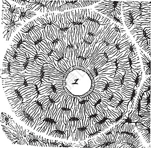 哈弗斯汀显示哈沃斯运河 古代雕刻薄片医学插图空白蚀刻运河绘画科学组织艺术插画