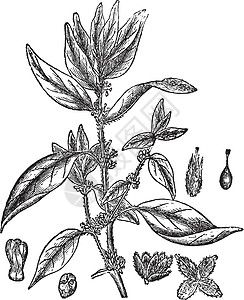 地钱Lichwort 或或 vin草本植物插图园艺叶子水果植物古董雕刻药品植物群插画