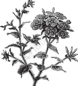 Phlox 鼓风酒 古代雕刻花粉香味生长花瓣草本植物古董植物绘画艺术品蚀刻插画