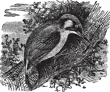 斜颈啄木鸟或啄木鸟或雕刻插图动物森林古董白色羽毛艺术荒野蚀刻小粒插画