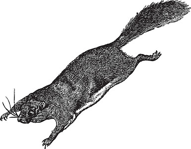 动物啮齿动物松鼠飞松鼠或Pteromyini或老式雕刻动物学艺术品绘画荒野脊椎动物插图野生动物动物艺术飞行插画