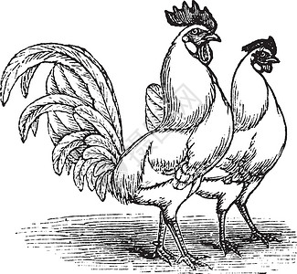 炒老公鸡白 Leghorns chicken 的男女老式雕刻女性公鸡羽毛动物群草图家畜家禽来航男性插图插画