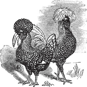 公鸡肉波兰语(chicken)古代雕刻的男 女波兰语(chicken)设计图片