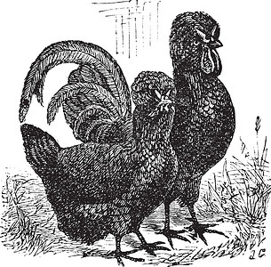 公鸡肉Crevecoeurchicken陈年雕刻的男性和女性家禽家畜古董艺术品雕刻动物群艺术动物插图母鸡设计图片