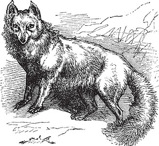北极福克斯或硫磺拉合普斯绘画动物群犬科捕食者生物学动物蚀刻兔兔古董艺术背景图片