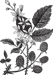 黑莓或悬钩子荆棘绒毛植物学水果植物雕刻古董绘画艺术品艺术插画