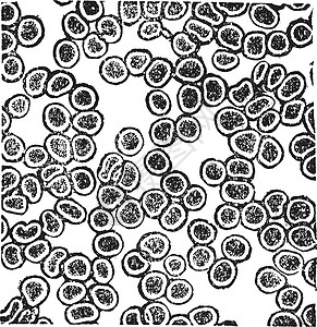 红血细胞或乙烯球元老化刻刻微生物学雕刻组织学草图血流药理艺术科学艺术品插图插画