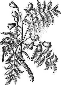 Sorbus 家佣或服务树龄雕刻花梨木植物群草图植物吸附绘画艺术古董水果插图插画