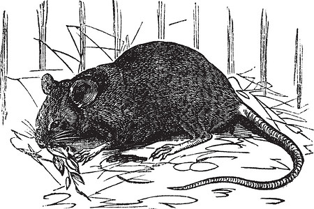 家鼠或老古代雕刻动物群白色生物学房子插图草图蚀刻宠物老鼠艺术插画