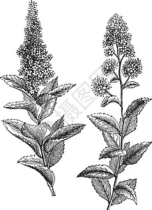 榆绣线菊和或复古古董植物学树叶绘画艺术插图草图植物蚀刻植物群插画