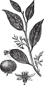 本杰明或口香糖Benjamin树 古老的雕刻叶子插图白色植物蚀刻植物学绘画古董艺术品香树插画