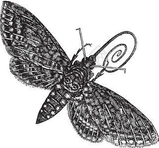 面部长斑Hawk Moth 或 Sphinx 昆虫古拉特斯的陈年雕刻插图鳞翅目鹰蛾艺术品生物学人面古董草图动物白色插画