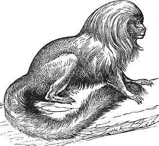 狨猴 marikiva 迈达斯雕刻生物食肉野生动物艺术狮子蚀刻古董尾巴哺乳动物动物插画
